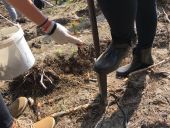 Każdy z nas sadził las