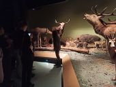 Uczniowie 3 TŻ i 3 AH w Muzeum Przyrodniczym w Białowieży